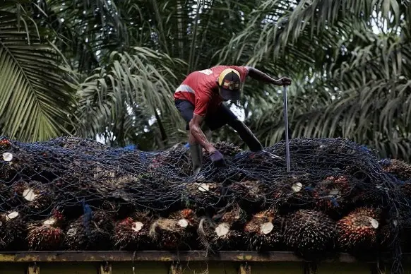 Pemerintah Indonesia membuat bursa minyak sawit.
